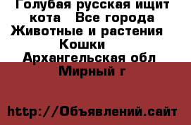 Голубая русская ищит кота - Все города Животные и растения » Кошки   . Архангельская обл.,Мирный г.